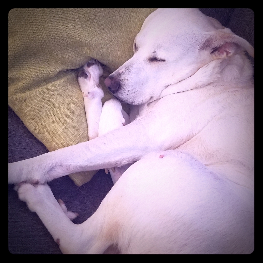 Meet your Posher, Amy